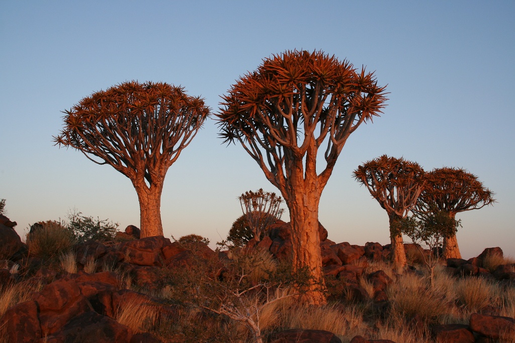 Namibia (86)